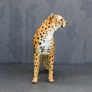 Cheetah